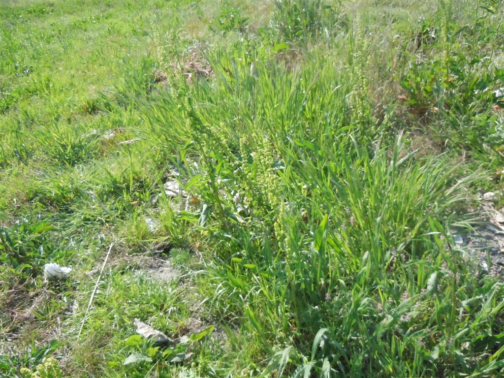 Rumex crispus